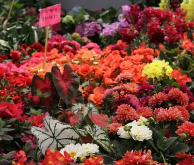 Comerciantes celayenses invitan a Feria del Árbol y la Flor