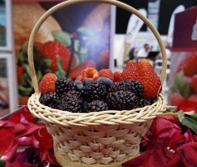 Destacan calidad de berries guanajuatenses