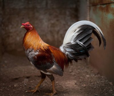 Prohíben peleas de gallos en Silao