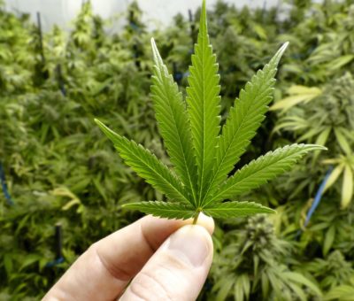 Cofepris acatará indicaciones sobre uso de cannabis