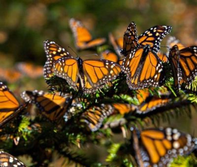 Siguen el paso de la mariposa monarca en Guanajuato