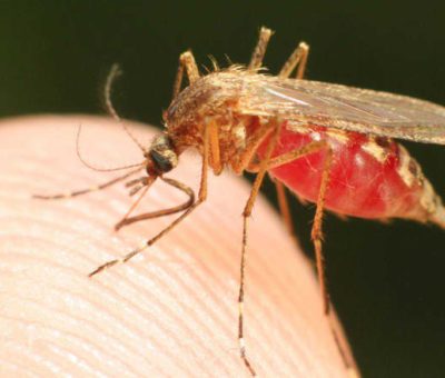 Mosquitos, la nueva amenaza de salud en el mundo