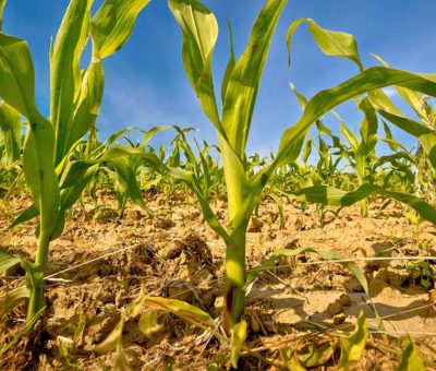 PAN presenta iniciativa de reforma al Código Penal para aplicar sanciones al robo de sector agrícola