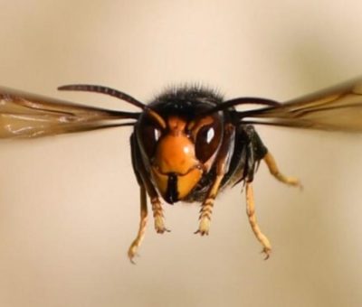 Guanajuato prevé al sector agrícola del insecto «avispón gigante asiático»