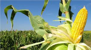 170 mdp a beneficio de productores de maíz y porcícolas