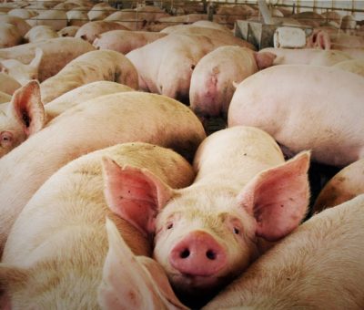 Gripe porcina podría trasmitirse a humanos, según científicos chinos