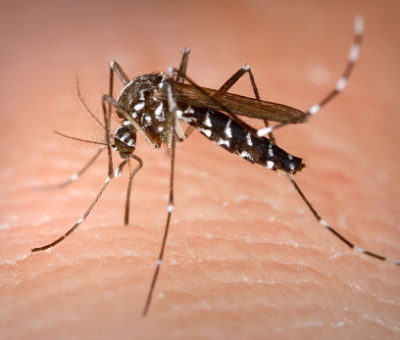 Nueva cepa de Zika podría causar otra epidemia en Brasil