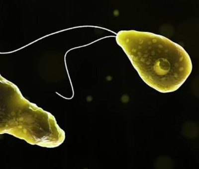 Departamento de Salud de Florida, detecta nuevo caso de una ameba que destruye el tejido cerebral