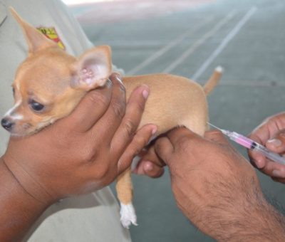 Vacunación antirrábica canina 2020 será del 20 al 26 de septiembre en Centros de Salud