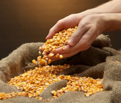 Entregan semilla de maíz con apoyo subsidiado al 100% en Cortazar