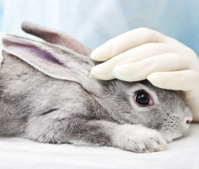 Colombia prohíbe uso de animales para prueba de cosméticos