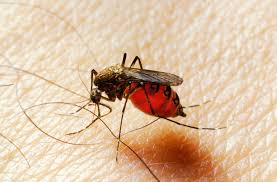 Fiebre de Chikunguya es transmitida por mosquitos: IMSS