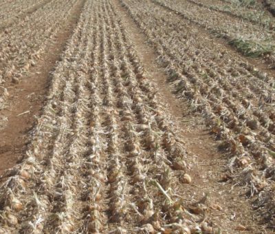 Entregan fertilizante a productores agrícolas de Cortazar.