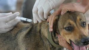 SSG realizará semana de vacunación para perros y gatos