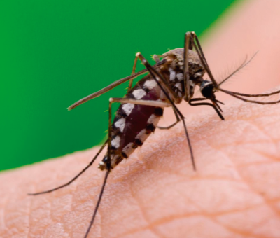 SSG invita a conocer los síntomas del dengue para no confundirlos con Covid o influenza