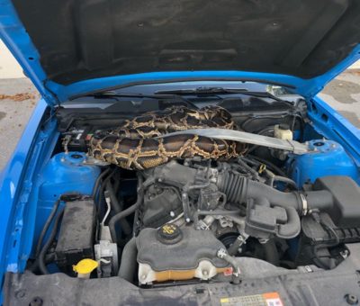 Persona abre cofre de auto y halla serpiente pitón de tres metros