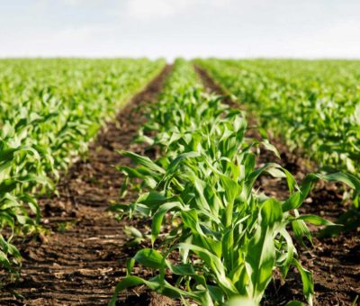 Sector agroalimentario como el segundo más importante del estado: Diego Sinhue