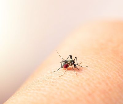 Suman 174 casos de dengue en el Estado