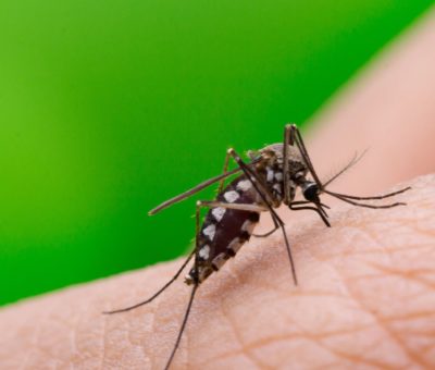 Secretaria de Salud enfrenta el reto de disminuir la proliferación del mosquito del dengue