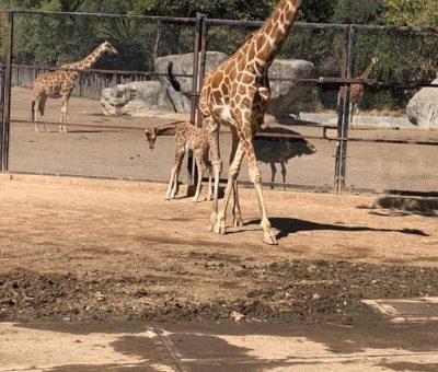 Nace jirafa en Zoológico de Chapultepec