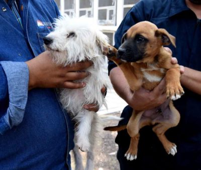 Se realizan más de mil esterilizaciones para perros y gatos en Irapuato