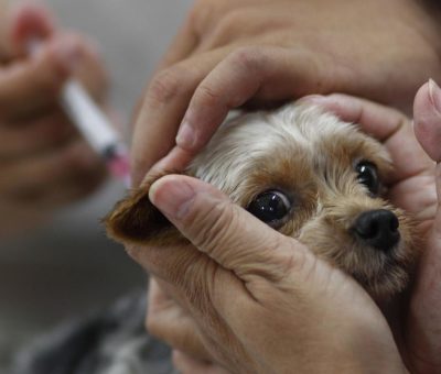 Rusia comienza con la inmunización de animales contra el COVID-19