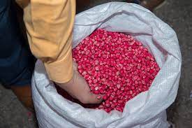 Agroproductores reciben más de 17 mil kilos de semilla de garbanzo para cultivar