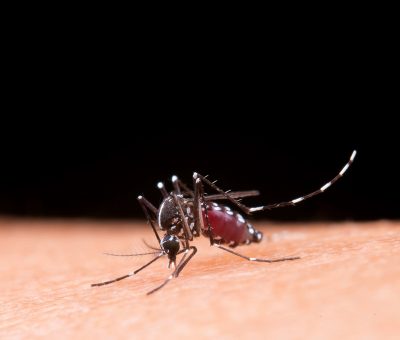 Adoptar algunas medidas preventivas evita la propagación del mosco que transmite el dengue: IMSS