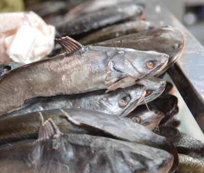 SSG informa más de 56 mil kilogramos de pescado y marisco supervisado por temporada de cuaresma