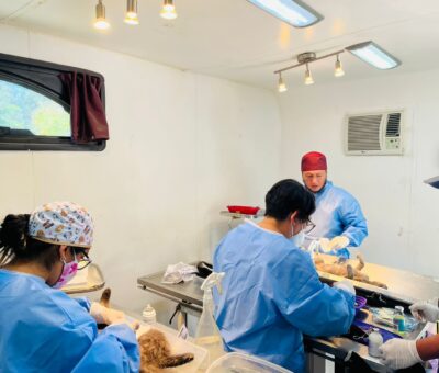 En primera semana de campaña de esterilización canina y felina se aplicaron 280 cirugías 