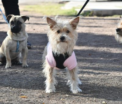 Llevan a cabo jornada de esterilización de mascotas