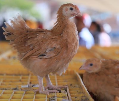 Entregan SDAyR y Municipio más de 5 mil aves a familias de Pénjamo