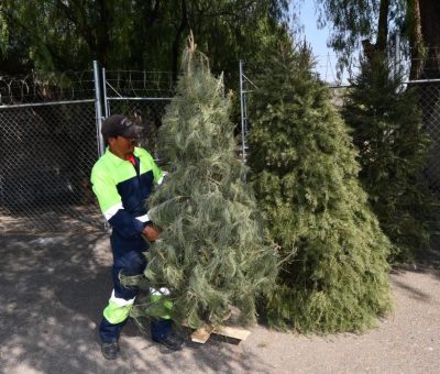 Invitan a reciclar árboles navideños naturales