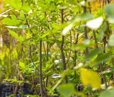 Producen en Irekua árboles endémicos