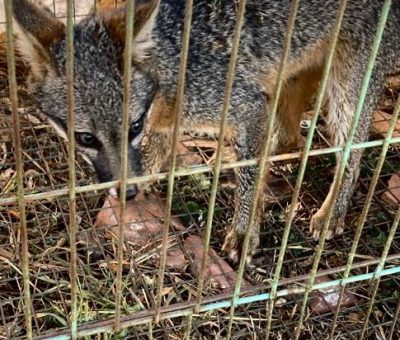 En San Miguel de Allende se trabaja en favor de cuidar la fauna silvestre