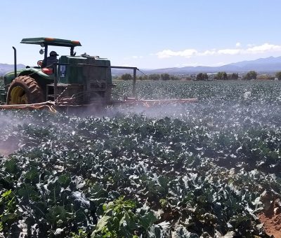 Intensifican combate a la palomilla dorso de diamante