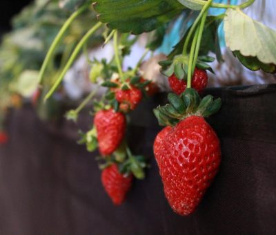 Realizan con éxito noveno Encuentro de Berries de Guanajuato