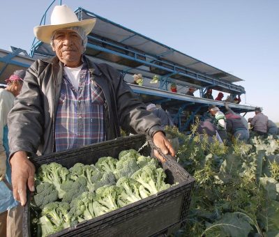 Permanece Guanajuato como el “rey del brócoli”