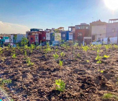 Desarrolla administración municipal bosques urbanos de alta densidad