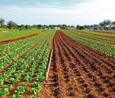 Lidera Guanajuato producción y venta de lechuga