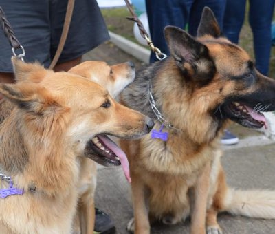 SSG destina más de 130 mil vacunas antirrábicas para aplicar a perros y gatos en San Miguel de Allende.