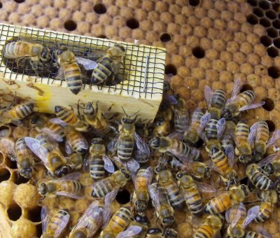 Entrega SDAyR abejas reina y núcleos para mejorar las colmenas del estado