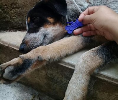 SSG informa la aplicación de 185 mil dosis contra la rabia canina y felina en León
