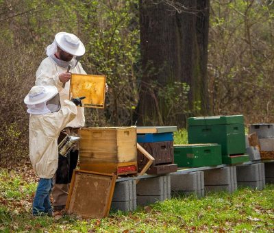 Invista SDAyR a participar en concursos en pro de la conservación de las abejas