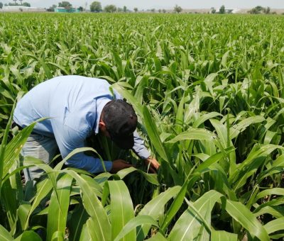 Exhorta SDAyR a respetar fechas de siembra de sorgo