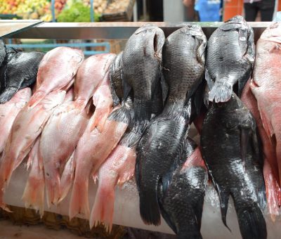 SSG destruye 390 kilos de pescado no apto para consumo humano