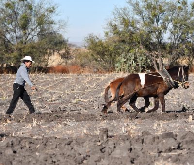 Gestionan apoyos para agricultores afectados por sequía