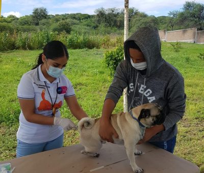 SSG informa aplicación de 130 mil dosis contra la rabia canina y felina en Irapuato y la región