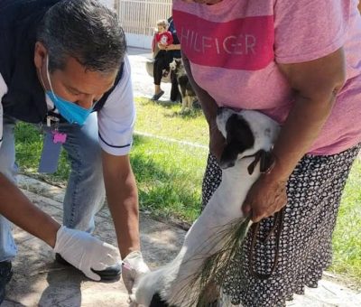 SSG envía 79 mil dosis contra la rabia canina y felina a Manuel Doblado y la región