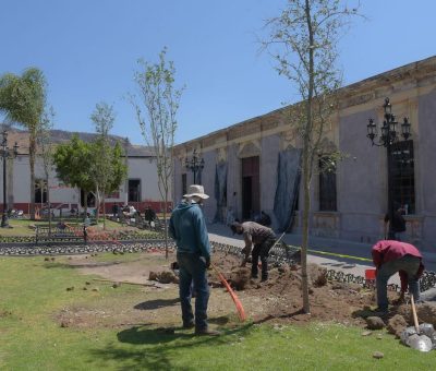 Avanzan trabajos de arbolado en Jardín Hidalgo en Abasolo
